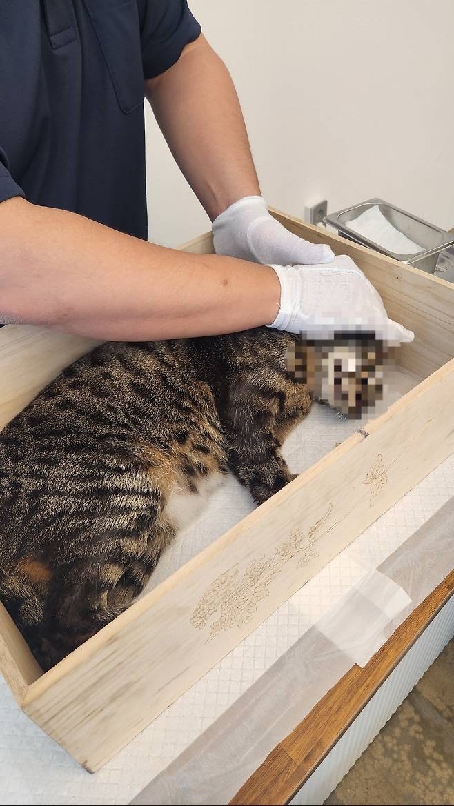 A씨가 순무라고 주장하며 보낸 사진 [출처=동물보호단체 네스트]