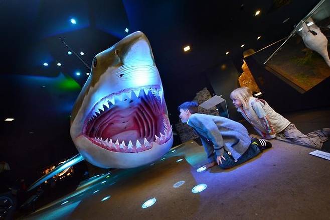 고대 거대 상어 메갈로돈 모형 오스트리아 린츠 성 박물관의 메갈로돈 모형. [OÖ Landes-Kultur GmbH 제공. 재판매 및 DB 금지]