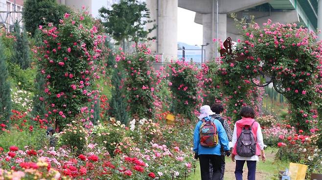 안양천변에 조성된 장미정원 모습 [금천구 제공. 재판매 및 DB 금지]