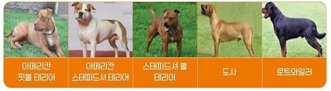 맹견 5종 [연합뉴스 자료사진]