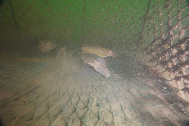 통발 속에 서식하고 있는 갑오징어/사진제공=군산시