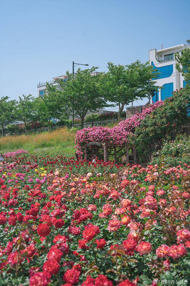 화려한 장미를 볼 수 있는 곳, 장미의 바다?