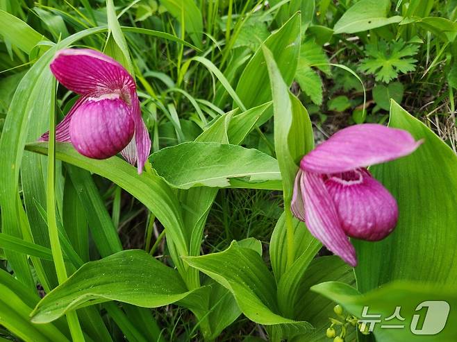 소백산에서 개화한 멸종위기야생생물 2급 복주머니란.(소백산국립공원 제공. 재판매 및 DB금지)/뉴스1
