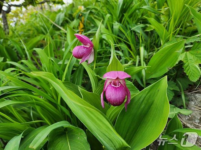 소백산에서 개화한 멸종위기야생생물 2급 복주머니란.(소백산국립공원 제공. 재판매 및 DB금지)/뉴스1