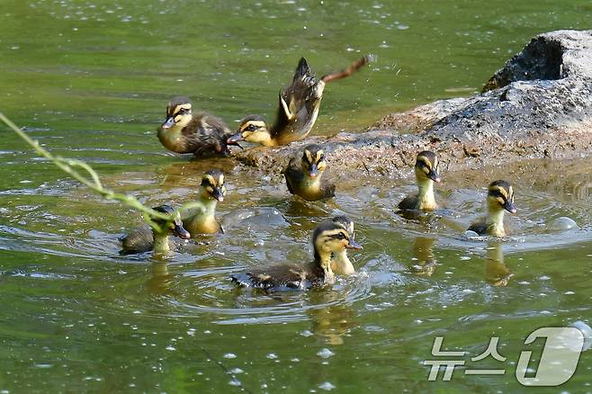 28일 오후 경북 포항시 남구 영일대 연못에서 흰뺨검둥오리 새끼들이 물속으로 뛰어들고  있다. 2025.5.28/뉴스1 ⓒ News1 최창호 기자
