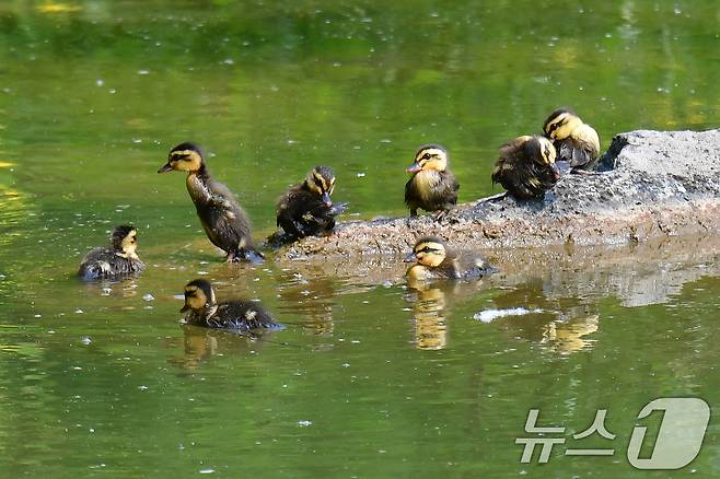 28일 오후 경북 포항시 남구 영일대 연못에서 흰뺨검둥오리 새끼들이 바위에 앉아 햇볕을 즐기고 있다. 2025.5.28/뉴스1 ⓒ News1 최창호 기자
