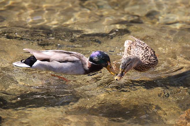 서울 종로구 청계천에서 청둥오리가 먹이활동을 하고 있다./연합뉴스