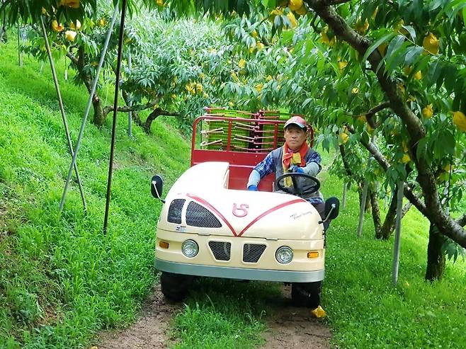 양문교 세종조치원복숭아연합회장이 복숭아 농장을 관리하고 있는 모습. 세종조치원복숭아연합회 제공