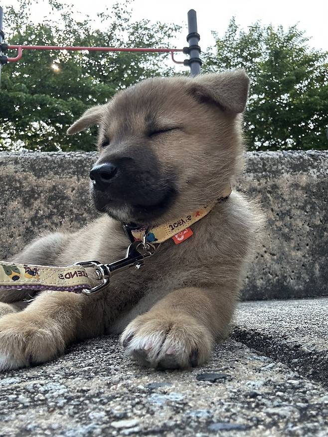 1748173175731.jpg 밭지키는 감자 성장일기