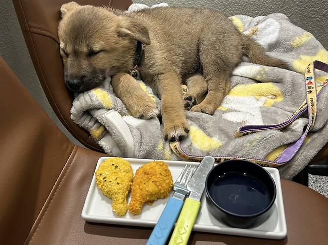 1748173174959.jpg 밭지키는 감자 성장일기