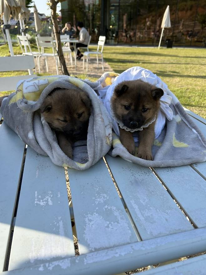 1000024626.jpg 밭지키는 감자 성장일기