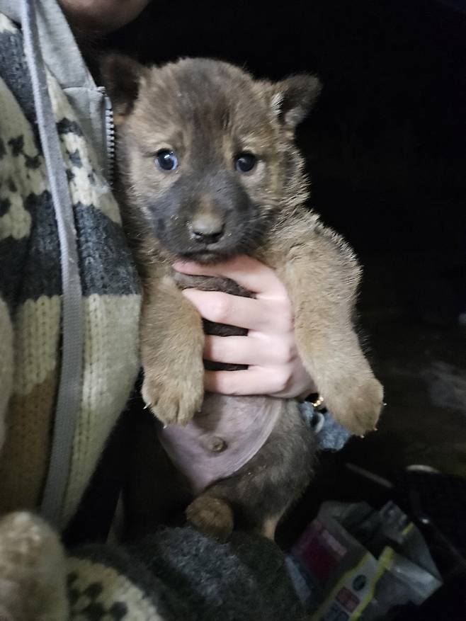 1000024629.jpg 밭지키는 감자 성장일기