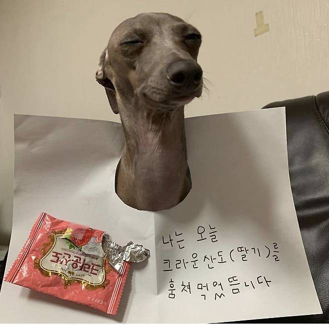 8aa6328702592bf084f17058d4b0ea07.jpeg 크라운산도를 훔쳐먹은 강아지 크라운산도를 훔쳐먹은 강아지