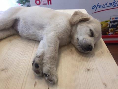 아이스크림할인점 손님이 오던말던