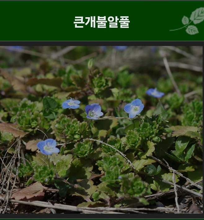 dcbest-20240503-052519-001-resize.jpg 우리나라 식물들 중 천박한 이름이 많은 이유 우리나라 식물들 중 천박한 이름이 많은 이유