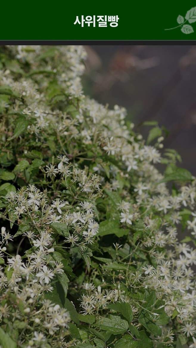dcbest-20240503-052527-004-resize.jpg 우리나라 식물들 중 천박한 이름이 많은 이유 우리나라 식물들 중 천박한 이름이 많은 이유
