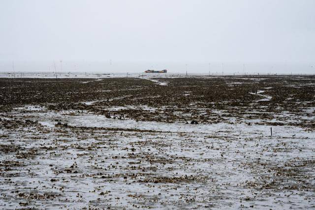 우도 주위 갯벌에 굴이 빼곡히 자라 있다.