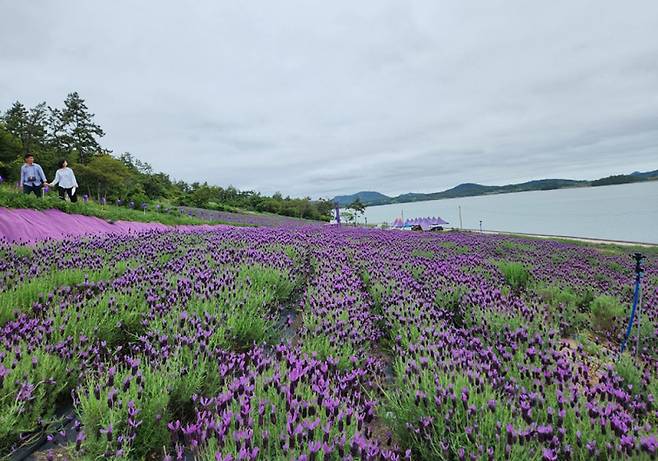 라벤더 정원 3만5341㎡ 부지에 6만6000주의 프렌치 라벤더가 식재돼 있다. 퍼플섬 주변 경관인 바다정원과 광활한 갯벌, 푸른 하늘과의 어울림은 지중해 프랑스 라벤더 가든을 충분히 연상할 수 있을 만큼 매혹적이다. /신안군