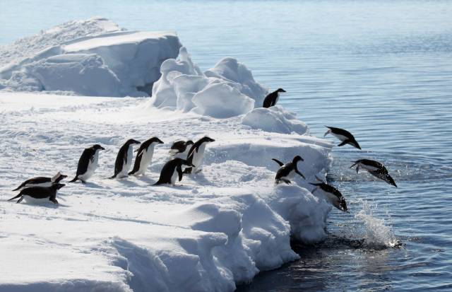 아델리펭귄 여러 마리가 물속으로 뛰어들며 평화로운 한때를 보내고 있다. 연합뉴스