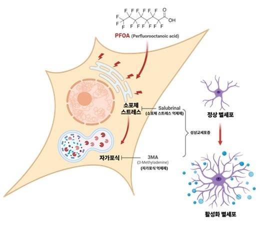 과불화옥탄산에 의해 유발되는 뇌 염증  [국가독성과학연구소 제공. 재판매 및 DB 금지]