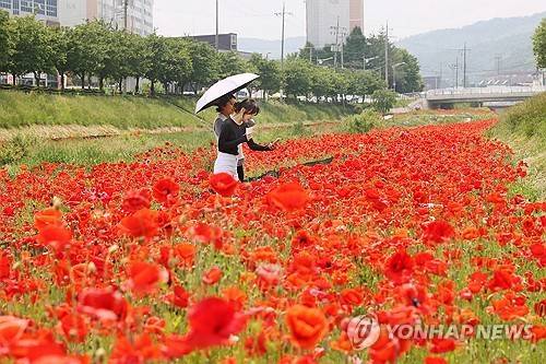 임실 천변에 만개한 꽃양귀비 [임실군 제공. 재판매 및 DB 금지]