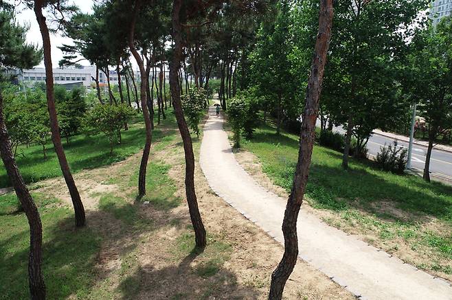 달성군 응암리 완충녹지에 조성된 맨발산책로. 700m 길이의 마사토 맨발길이 소나무 숲 사이로 부드럽게 이어지며, 도심 속 자연 치유 공간으로 주목받고 있다.<달성군 제공>