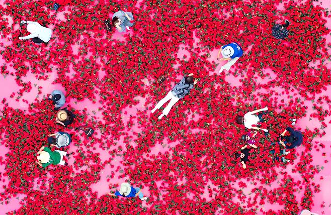 제15회 곡성세계장미축제가 전남 곡성군 섬진강기차마을에서 개막한 가운데 세계각국의 장미들 한눈에 볼 수 있는 축제가 열렸다. 사진은 '황금장미를 찾아라' 이벤트 참가자들이 인조장미밭 속에서 즐거운 시간을 보내고 있는 모습./김영근 기자