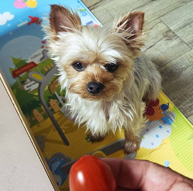 20250528_231859.jpg 저녁 와이프가 한 간짜장 사온 메밀전병과 빵