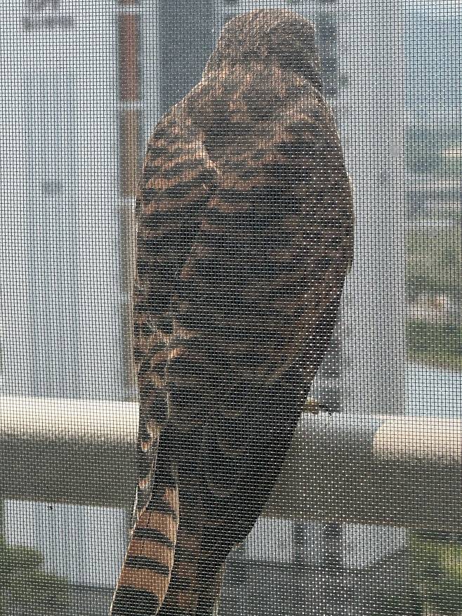 IMG_5555.jpeg 이 새 종류가 머임?