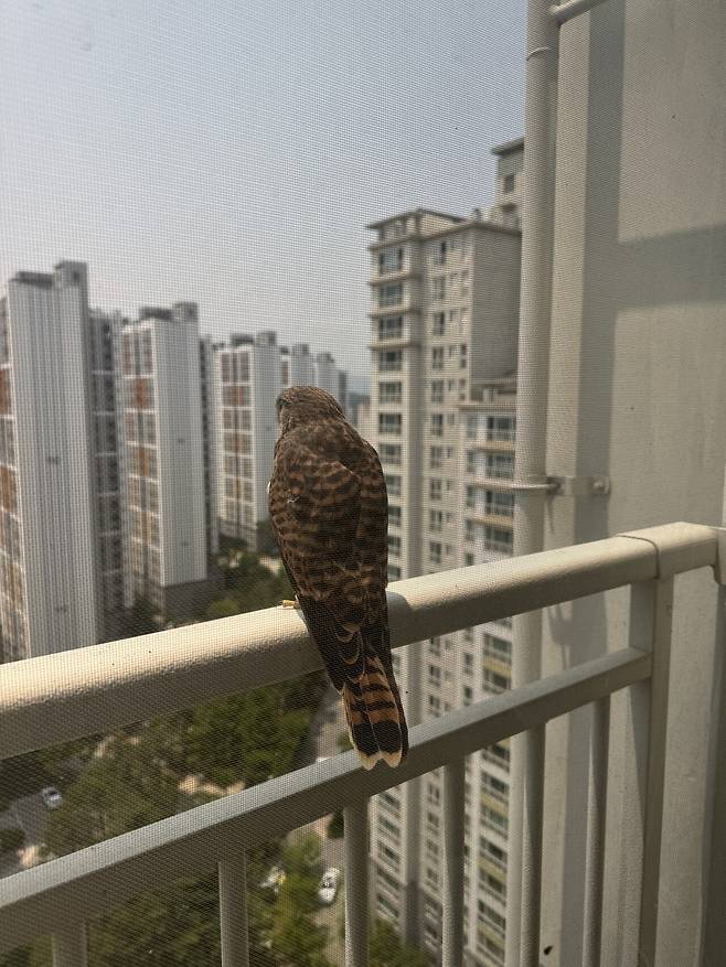 IMG_5557.jpeg 이 새 종류가 머임?