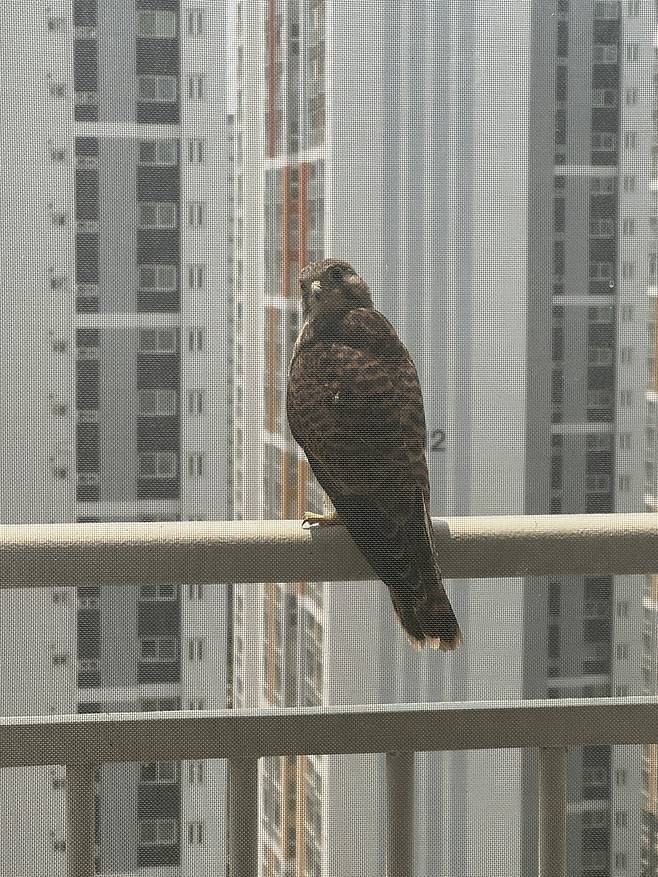 IMG_5561.jpeg 이 새 종류가 머임?