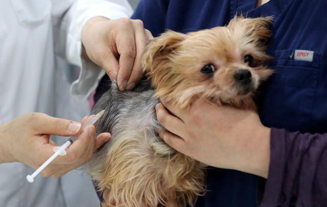 이재명, 김문수, 권영국 후보 모두 반려동물 진료비 경감에 관한 공약을 내놨다. 뉴스1