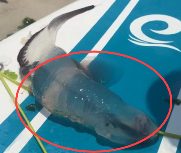 주로 열대지역에서 서식하는 해양생물인 '카리나리아 크리스타타(Carinaria cristata)'로 추정되는 해양생물이 제주 앞바다에서 발견됐다. 뉴스1