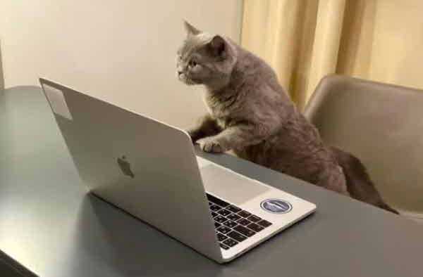 영국 항공기 매매 중개 기업인 에이비아마켓은 고양이를 돌봐줄 개인 비서를 채용하는 공고를 내 화제를 모았다. 사진은 노트북 앞에 앉은 제리./사진=에이비아마켓