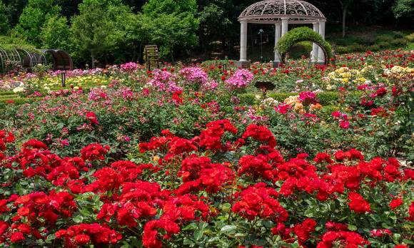 인천광역시 장미근린공원 내 장미꽃이 형형색색 꽃망울을 터뜨리며 본격 개화를 앞두고 있다. [사진=인천시]