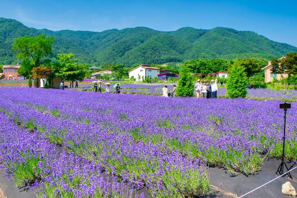 고성 라벤터 축제. [사진=켄싱턴리조트 설악비치]