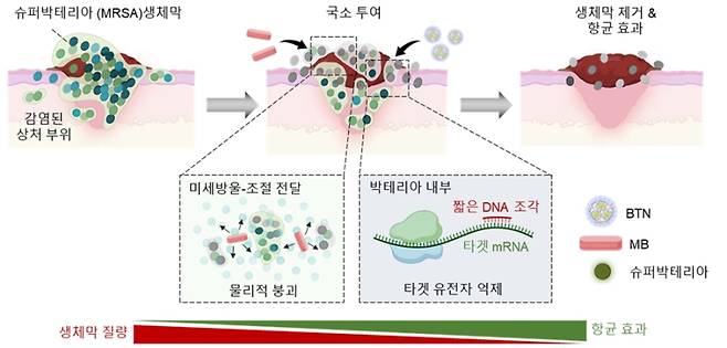 슈퍼박테리아 포도상구균을 표적하는 유전자 치료제 BTN-MB의 작동 원리. KAIST