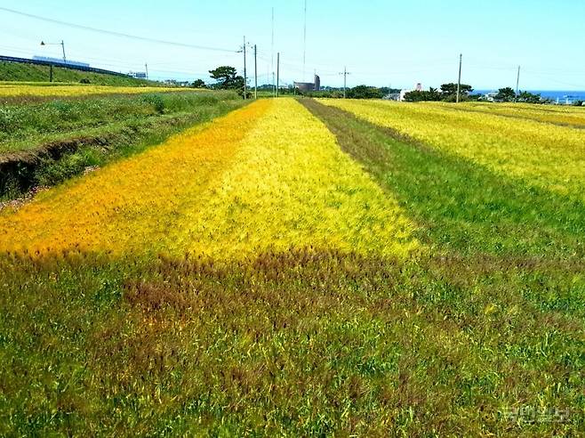 포항 호미곶 일원 경관농업단지 내 유색보리. 포항시 제공