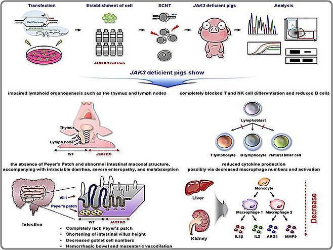 [대전=뉴시스] 세계 최초 JAK3 넉아웃 미니돼지 개발 및 고도의 면역결핍 표현형 규명 모식도.(사진=생명연구원 제공) *재판매 및 DB 금지