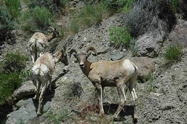 큰뿔 산양bighorn sheep.