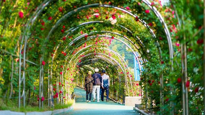 장미터널 내부 모습