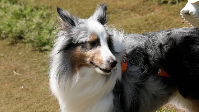 박해미 반려견 ‘키리’. 사진제공=충남도