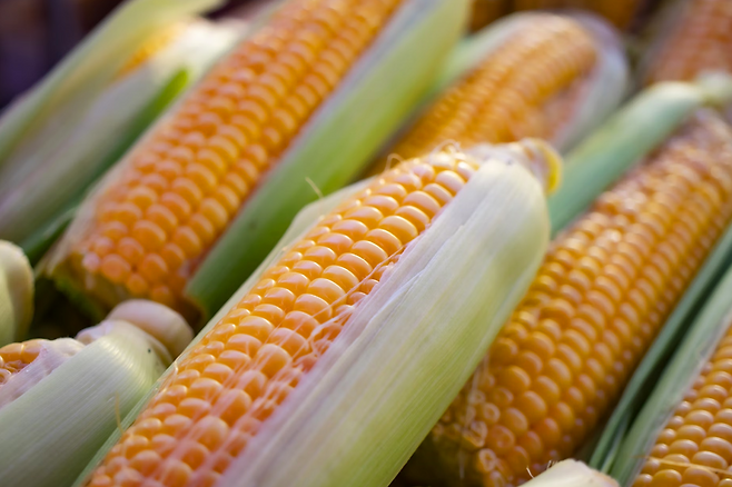 옥수수