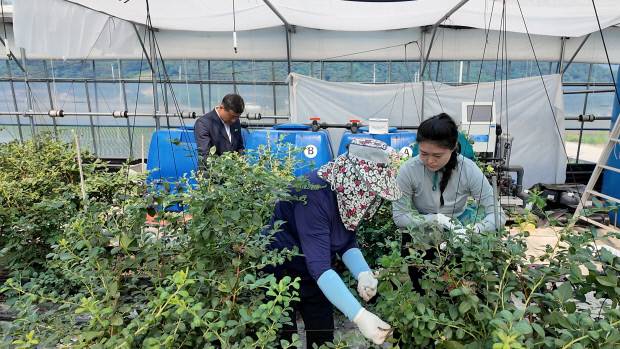 농번기철을 맞은 농촌은 요즘 일손 부족으로 아우성이다. 광주일보 김진아 기자가 29일 곡성 블루베리 농가를 찾아 농장주 설명을 들으며 수확 작업을 도왔다.
  /곡성=박연수 기자 training@kwangju.co.kr