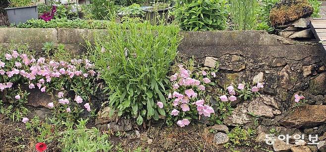 충남 부여군 임천면 주택 정원 담장 아래 핀 분홍낮달맞이꽃. 부여=김선미 기자 kimsunmi@donga.com
