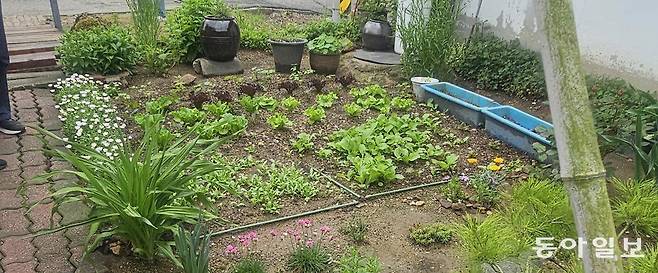 임천면 주택정원의 작은 텃밭. 부여=김선미 기자 kimsunmi@donga.com