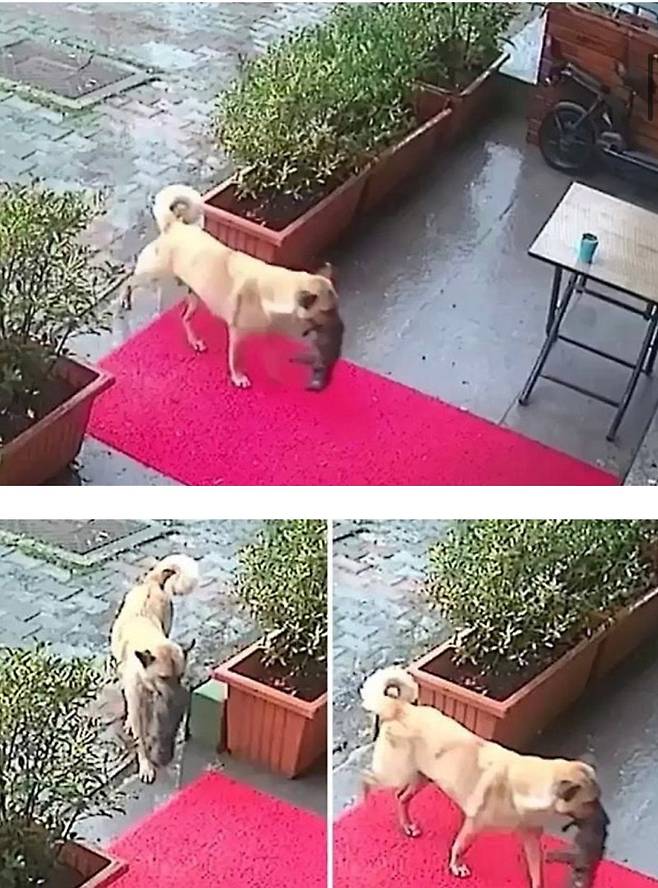 이스탄불의 기적.jpg