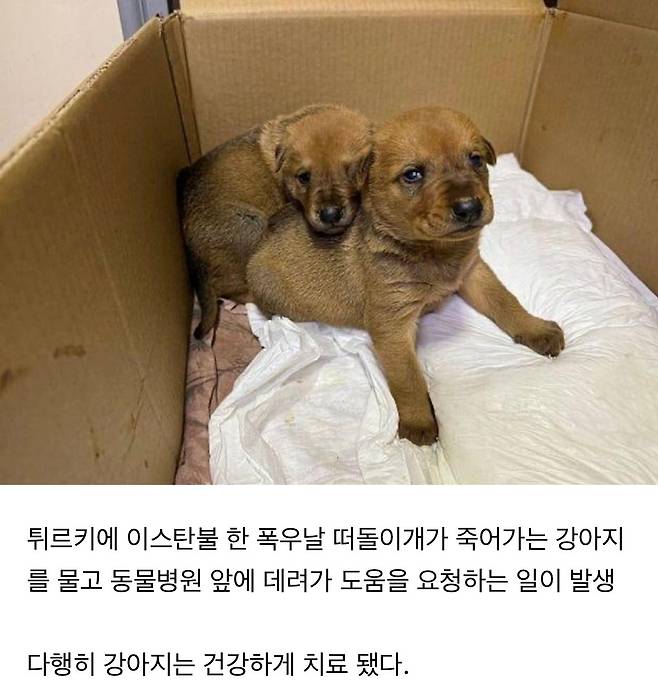 이스탄불의 기적.jpg