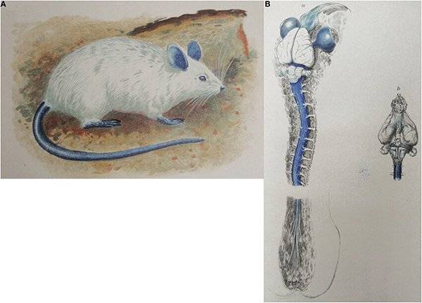 3.jpg 과학자들이 심심해서 파란 쥐 만들고 알아낸 것 과학자들이 심심해서 파란 쥐 만들고 알아낸 것
