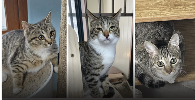 지난해 12월부터 이달까지 경기 김포시 입양자에게 입양 보낸 뒤 죽은 것으로 드러난 고양이들. 동물자유연대 제공